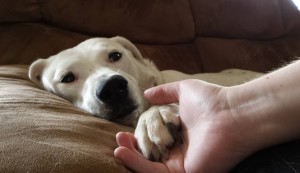 6.Those moments just melt our hearts when you hold your dog’s paw lounging on the sofa and watching television. Image-thedodo.com