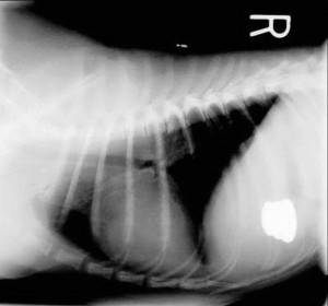 X ray of dog that swallowed coins. Image-fortheloveofthedogblog.com/