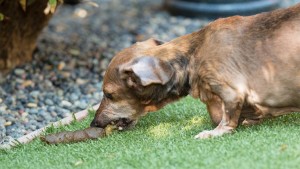 If your dog develops Gastro intestinal distress due to its feces eating habit, it will exhibit signs such as vomiting and diarrhea. Take him to the Vet immediately. Image-barkingroyalty.com