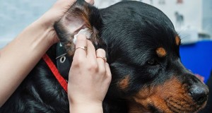 once a month clean up using an ear cleaner that is mild and free of harsh ingredients like hydrogen peroxide and alcohol should keep your dog’s ears clean and prevent infection. Image - www.cesarsway.com