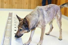 German shepherd sniffing out lung cancer in breadth samples Image -  www.sheltieplanet.com