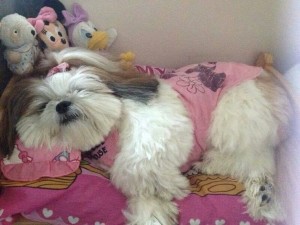 This cute little pal of yours has a great appetite for sleep.  Lhasa Apsos are playful too but love their naps every now and then. Image -pinterest.com
