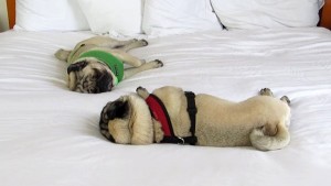 Pug: If tummies are full after snacking or a complete meal, PUG will Slumber. Image -youtube.com