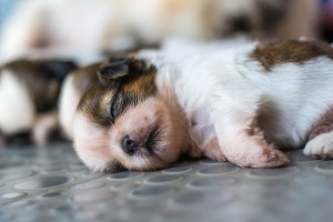 A Shih Tzu puppy is likely to sleep for 14 hours a day. Upon entering the adult phase it usually sleeps for about 12 hours in a day. An elderly Shih Tzu will easily sleep for 20 hours. This is surely a lot of sleep daily! Image-http://www.mnn.com