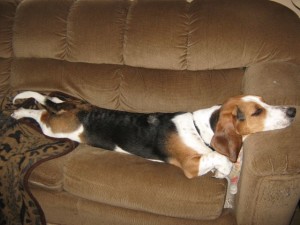 A lot of Basset Hound owners admit that their canine companion sleeps a lot, anytime and anyplace. Some even claiming that their Basset Hounds sleep for almost 20 hours a day! Image-www.basset.net