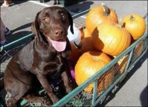 Cook some fresh pumpkin without oil and spices/seasoning and serve it to the pet. It can also be offered in a plain pureed form. Pumpkin helps in preventing constipation in dogs as it is rich in dietary fiber. It also helps tackle diarrhea. Pumpkins contain beta-carotene, vitamin A, iron and potassium.