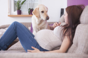dog following pregnant woman