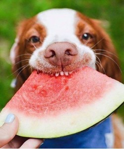 1.	Water melon: Some pieces of this succulent fruit sans the seeds and the outer cover make for an ideal summer treat for the dog. Not only is this fruit hydrating in nature but is packed with fiber & potassium as well as vitamins A, B6 and C. Water melons comprise of 90% water, thus serving as an excellent way to beat the heat!