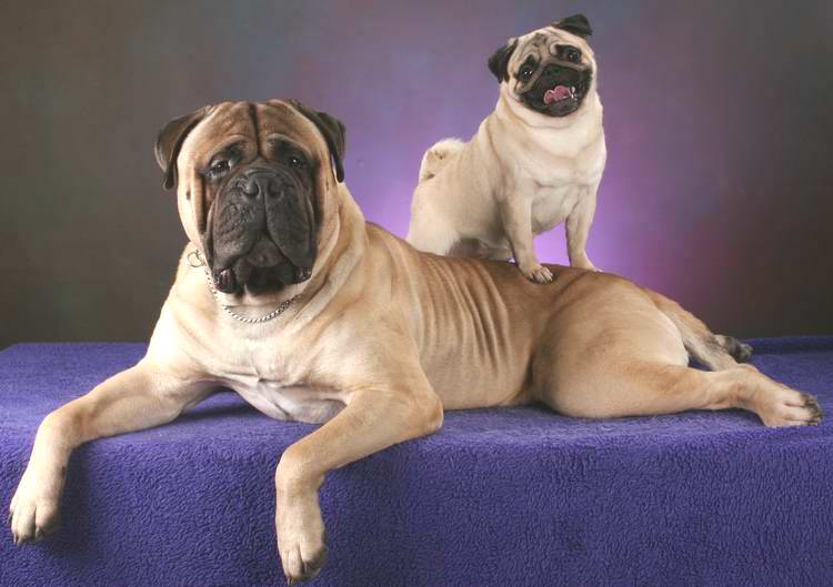 Pugs can perfectly be accommodated within small apartments and do not require too much physical exercise. However their curiosity to delve in their immediate setting/environs can usually be satisfied using fun indoor games/puzzles as they offer the much needed mental stimulation to keep them going. This cutesy companion loves people and simply adores kids.Image-