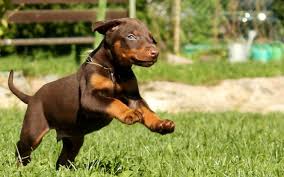 Its birth place is Germany. The breed is intensely loyal to its master. Dobermans can be trained and busying up this breed with tasks through the day also helps to contain its aggression. The Doberman will serve as the perfect guard dog and appears overtly fearless when it comes to dealing with intruders. Early socialization too benefits the Dobie by infusing in it a stable and friendly character. However this breed isn’t good around kids unless the puppy grows in the company of children and has had positive experiences with them throughout. Families with children can avoid adopting this breed. Image https://in.pinterest.com