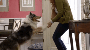 dog comes running to greet