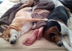 Canines being pack animals love to move around in groups or for that matter even sleep close together. Similarly if the pet dog chooses to sleep next to you, it means that it feels extremely comfortable in your presence and derives a sense of security. Image - http://stories.barkpost.com/