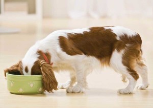 Do not include raw meat in the dog’s diet; evolution has hardwired their digestive system to repel any such food. Raw diet can lead to getting infected with Salmonella or E. Coli bacteria. Image - www.perropet.com