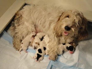  Puppies grow almost 12 times faster than babies. Lastly puppies are fed 2-4 small meals per day to accommodate in their tiny stomachs. Image- www.pinterest.com
