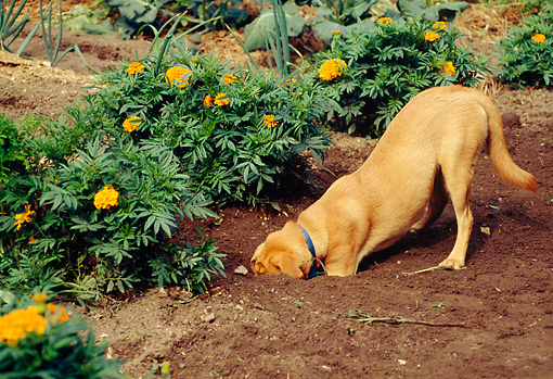 ¿Por qué los perros cavan y entierran cosas?