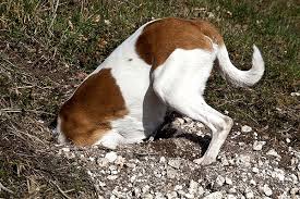 digging and hiding food for later use is an inherent behavior in all dog breeds. image: American Kennel Club