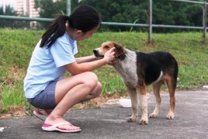 Your friendly attitude and regular interactions with stray dogs around your house will also give the creatures a sense of belonging towards its surrounding. Image-hopedogrescue.blogspot.in