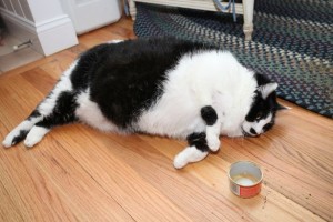 A fat cat suffers a host of health problems due to an unhealthy weight. There is an increased pressure on joints and heart and there is restricted mobility due to all those extra pounds piled up. Image http://www.mirror.co.uk/