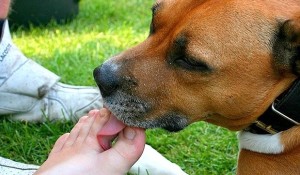 Licking is an innate response to certain stimuli. This natural urge in your pooch must be respected by you. Image-petful101.com
