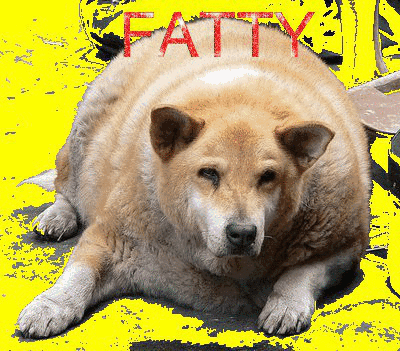 world fat dog