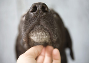  Gently scratching this region can calm the pooch. Image http://www.vetstreet.com 