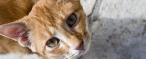Indian Cat Federation is the front runner in urging the global community to recognize the Indian Cat Breed. image:mycat.gr