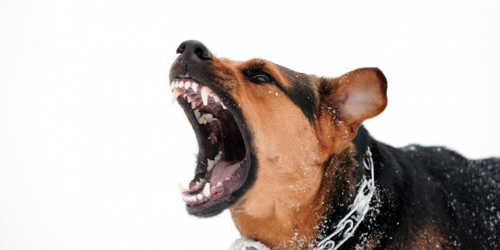 What is your dog's barking telling you? Pets World