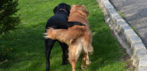 A tail-less dog will have a hard time communicating via this medium with its two-legged or four-legged mates. Similarly for the latter group it gets difficult to comprehend emotions/social cues of a dog with docked tail. Image:dogatart.com