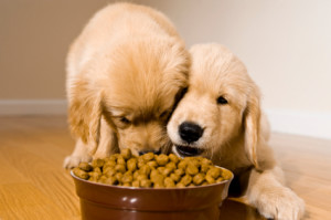 Royal Canin dog food claims to enhance dental health in dogs too. Image - vitalanimal.com