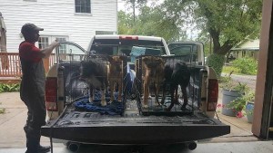 Multiple dog rescue operations have begin in the Harvey affected areas to bring dogs to a higher and a safer ground level.