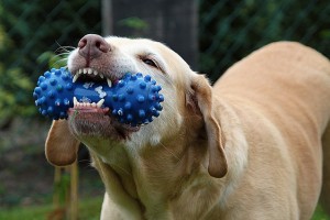 Chewing on bone toys helps in removing plaque, another positive testified is the stimulation of blood flow to gums due the massaging activity of such toys. Image http://platpets.com
