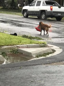 The dog in image "otis" too was a victim of harvey storm and was clicked carrying his food bag amid the devastation. The photo went viral on facebook and otis was later re united with his owner.