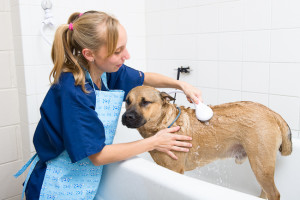 To prevent flea infestation make sure your dog’s coat is clean. Keeping the pooch dirty and not bathing it often is like an open invitation to fleas. Choose an organic shampoo for your pet dog that will also relieve the itchiness. Combing the flea infested pet daily becomes an important chore not to be skipped.