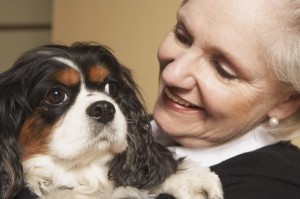 Another positive trait found in Caies is their ability to take to training easily. Image http://www.akc.org