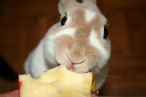 Una advertencia: es mejor quitar las pepitas, los huesos y las plantas de las frutas antes de ofrecer la casa para los conejos. Imagen-www.reddit.com