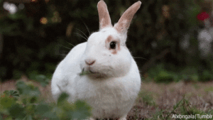rabbit eating grass gif