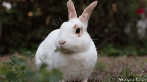 Guía de alimentación y nutrición para conejos para dueños de mascotas. Debe leer: Descubra si su conejo le ama |  Lenguaje de conejo decodificado