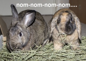 rabbits eating hay