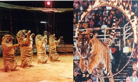 India Bans use of animals in circus.