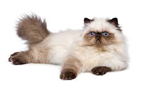 Himalayan is a man-made breed and is a cross between Persian and Siamese to achieve color points and blue eyes of Siamese. In 1950’s American and British breeders became interested in developing this breed. Image: http://www.cat-breeds-encyclopedia.com