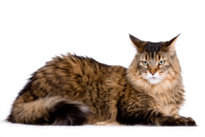 Maine Coon is a very popular breed all over the world and can adjust to any climatic condition. Image: http://mentalfloss.com