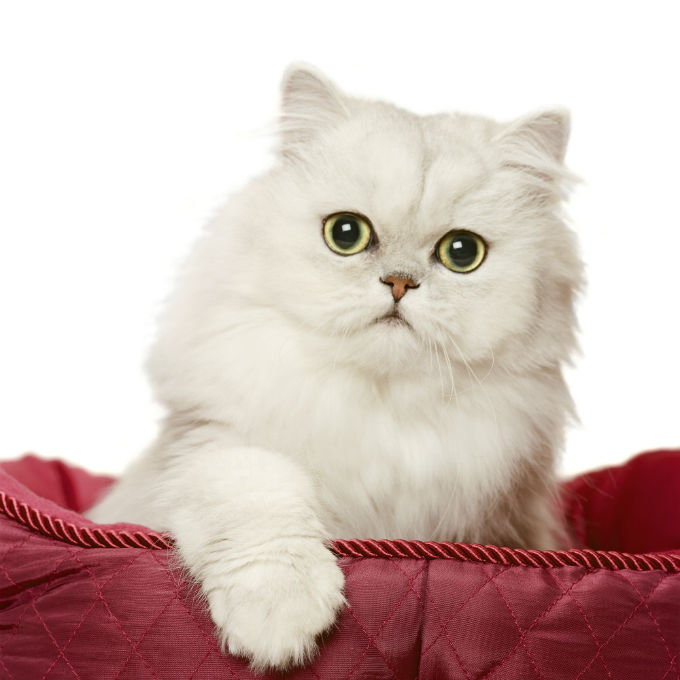 Cheapest Cat Breeds In Chennai Pets Lovers