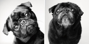 Pug at 2 years and ten years.  Don’t feed your pet table scraps and oily human food. Stick to a breed and age specific dog diet. Alongside follow a fixed feeding schedule. Consult your vet to include fresh vegetables that is safe for your dog to consume in its meals.  (Image-boredpanda.com) 