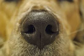 Every dog has a unique nose print, just like finger prints in humans. Research at the Schillerhohe Hospital in Germany concluded that canines can smell a range of organic compounds that depict the human body isn’t functioning normally, the way it should be. Image-www.telegraph.co.uk