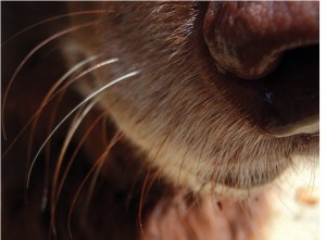 Dog Whiskers easily pick up minute changes in air currents and convey to the dog information regarding the size, shape and speed of near by objects, thus helping it to clearly see in the dark. The ability to sense vibrations in the air also helps a pooch to stay away from possible danger. Image: https://www.psychologytoday.com