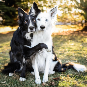 The concept that dogs can fall in love was proposed by anthropologist Elizabeth Marshall Thomas, author of The Social Lives of Dogs. Image: dogs can love. Image -  www.theodysseyonline.com/  