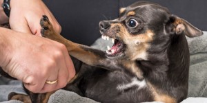 Why your dog avoids or growls at some people is explainable, so relax and read below: 