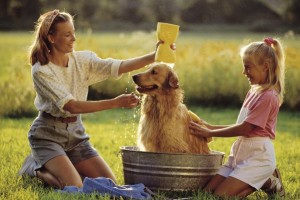 Canine skin is thinner and more alkaline compared to human skin thus requires shampoos that are specially made for dogs. Image - dogcare.dailypuppy.com