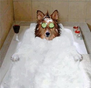 dog chilling in bath tub