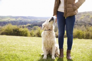 Group exercise will also teach your pup to come to you when called while enjoying the company of other people. Image - www.theboltonnews.co.uk